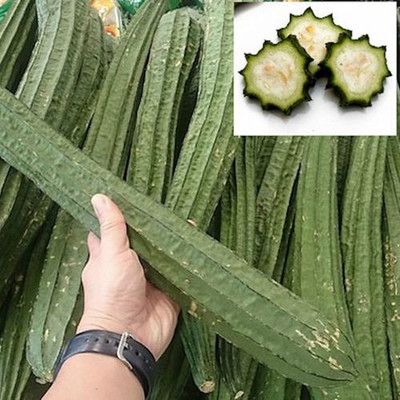 MAMONI TRADERS Ridge Gourd Seeds, Organic Seeds For Gardening, toree, Chinese okra Hybird Seed(50 per packet)