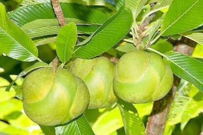 NALQUITS Elephant Apple Plant(Hybrid, Pack of 1)
