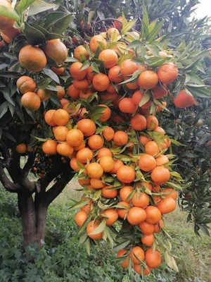 greenhousestore Orange Plant(Hybrid, Pack of 1)