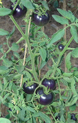 the green dotcom Tomato Plant(Hybrid, Pack of 1)