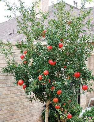 Cloud Farm Pomegranate Plant(Hybrid, Pack of 1)
