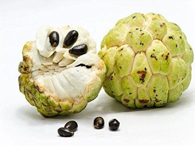 AFARTIOBINA Custard Apple Plant(Hybrid, Pack of 1)