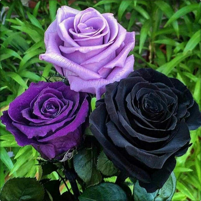 greenhousestore Rose Plant(Hybrid, Pack of 3)