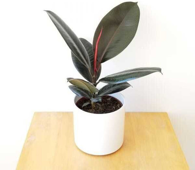 the green dotcom Rubber Tree(Hybrid, Pack of 1)