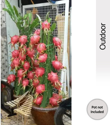 Agrawbic Dragon Tree(Hybrid, Pack of 1)