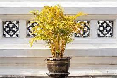 rimi Areca Plam(Hybrid, Pack of 1)