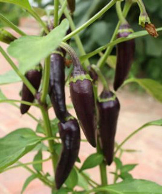 Cloud Farm Mirch/Chilli Plant(Hybrid, Pack of 1)