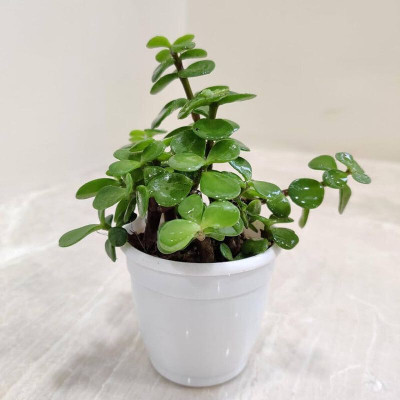Yashiv Jade Plant(Hybrid, Pack of 1)