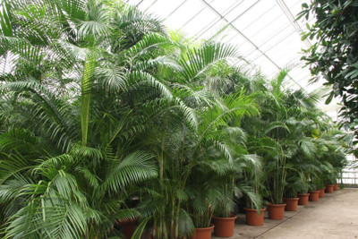 EliteGreen Areca Palm(Hybrid, Pack of 1)