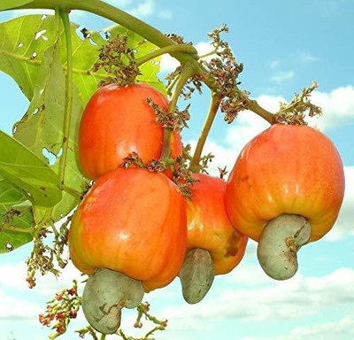 Bakuchi Cashew Apple Plant(Hybrid, Pack of 1)
