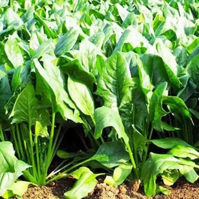 MAMONI TRADERS palok shak seed, spanish Seed(50 per packet)