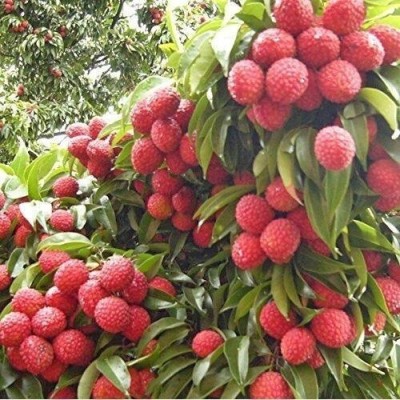 Agacha Litchi Plant(Hybrid, Pack of 1)