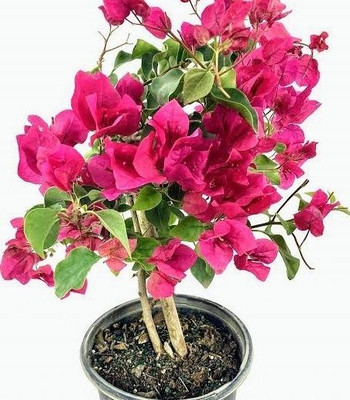 AFARTIOBINA Baugainvillea Plant(Hybrid, Pack of 1)