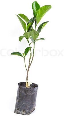 SBGARDEN Jackfruit Plant(Hybrid, Pack of 1)