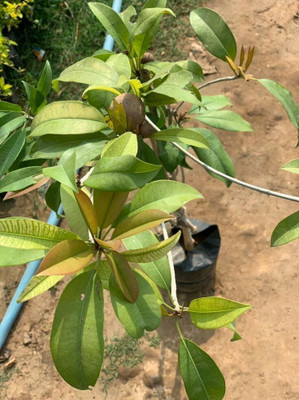 Oxygreenplant Chiku Plant(Hybrid, Pack of 1)