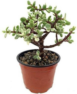rimi Jade Plant(Hybrid, Pack of 1)