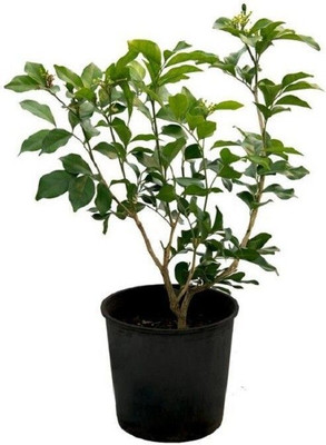 rimi Night Bloom Jasmine Plant(Hybrid, Pack of 1)