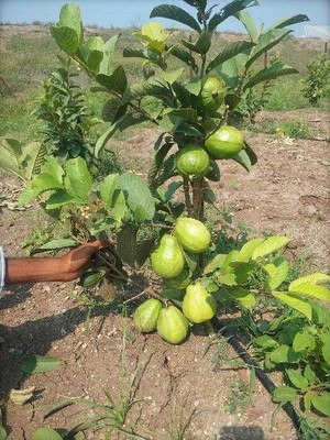 rimi Guava Plant(Hybrid, Pack of 1)