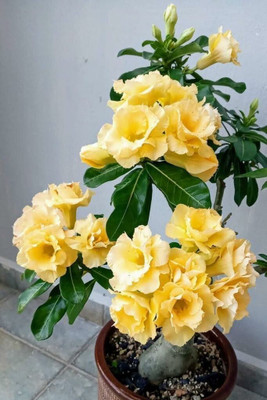 Aquinnah Adenium Plant(Hybrid, Pack of 1)