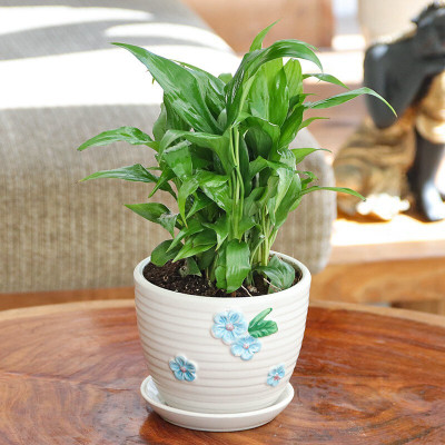 the green dotcom Peace Lily Plant(Hybrid, Pack of 1)