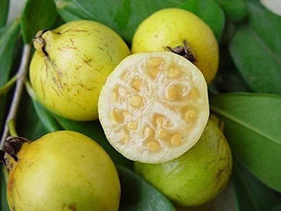 rimi Guava Plant(Hybrid, Pack of 1)