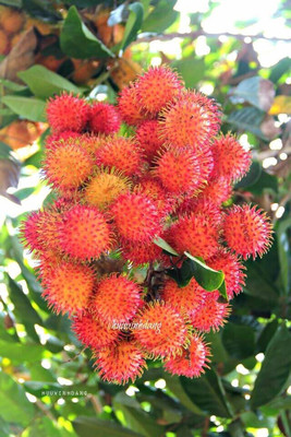 S SIKDER STORE Litchi Plant(Hybrid, Pack of 1)