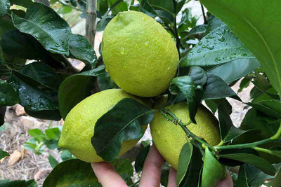 Oxygreenplant Lemon Plant(Hybrid, Pack of 1)