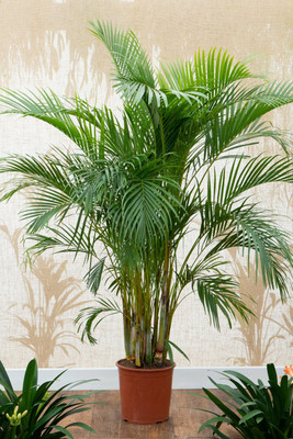 Globalplants Areca Palm(Hybrid, Pack of 1)