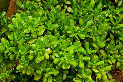Bakuchi Jade Plant(Hybrid, Pack of 1)