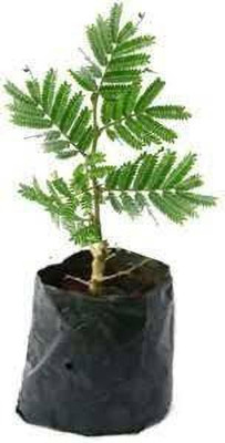 Oxygreenplant Shami/Jand Plant(Hybrid, Pack of 1)