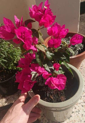 KS TRADERS Baugainvillea Plant(Hybrid, Pack of 1)