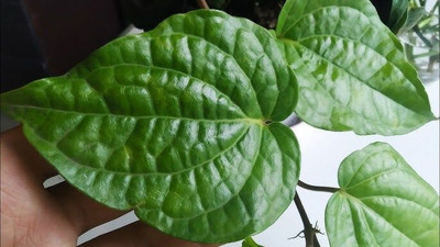 rimi Betel Leaf Plant(Hybrid, Pack of 1)