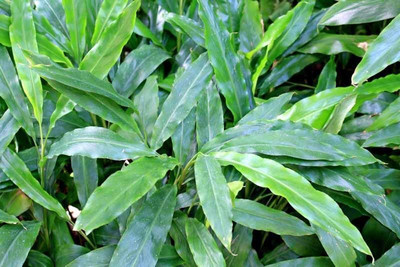 rimi Elaichi/Cardamom Plant(Hybrid, Pack of 1)