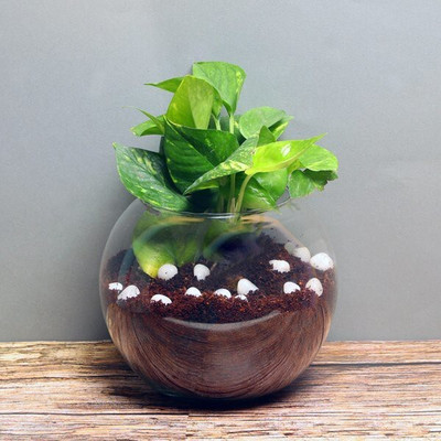 Aquinnah Money Plant(Hybrid, Pack of 1)