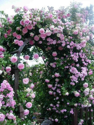 greenhousestore Rose Plant(Hybrid, Pack of 1)