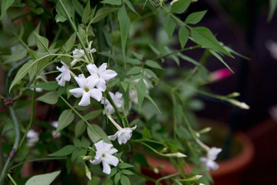 Bakuchi Jasmine Plant(Hybrid, Pack of 1)