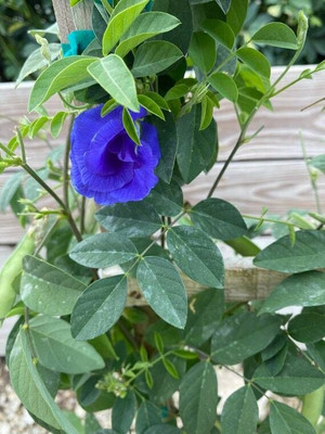 Bakuchi Aparajita/ Butterfly Pea Plant(Hybrid, Pack of 1)