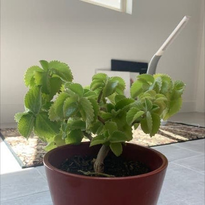 Bakuchi Ajwain Plant(Hybrid, Pack of 1)