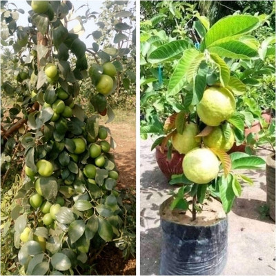 AFARTIOBINA Guava Plant(Hybrid, Pack of 2)