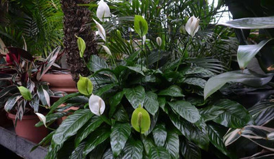 Bakuchi Peace Lily Plant(Hybrid, Pack of 1)