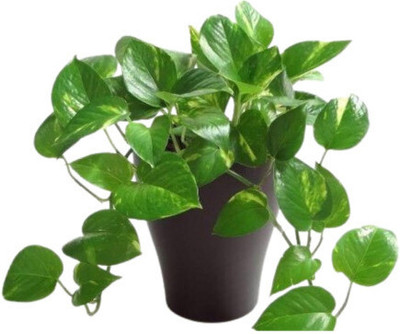 LeafLinkPlants Money Plant(Hybrid, Pack of 1)