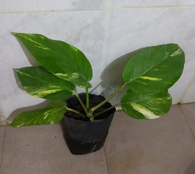 Gardeners Choice Money Plant(Hybrid, Pack of 1)