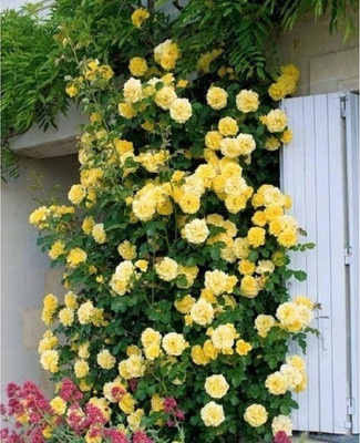 NurseryFriends Rose Plant(Hybrid, Pack of 1)