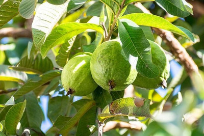 rimi Guava Plant(Hybrid, Pack of 1)
