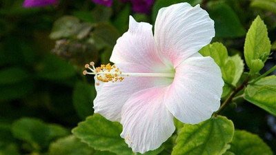 Bakuchi Hibiscus Plant(Hybrid, Pack of 1)