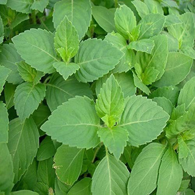 AFARTIOBINA Tulsi Plant(Hybrid, Pack of 1)