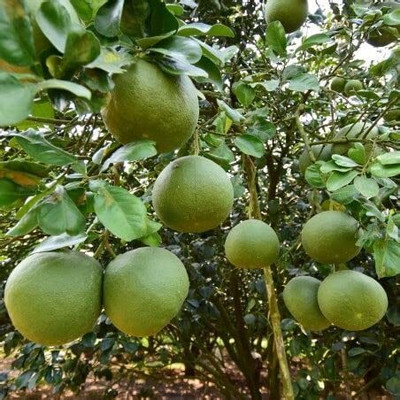 Aywal Bel Seed(48 per packet)