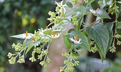 rimi Night Bloom Jasmine Plant(Hybrid, Pack of 1)