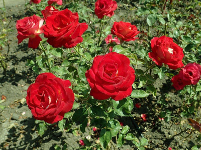 Bakuchi Rose Plant(Hybrid, Pack of 1)