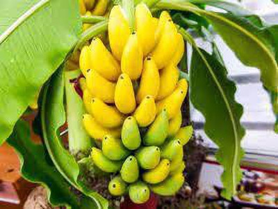 FasanGreen Banana Plant(Hybrid, Pack of 1)